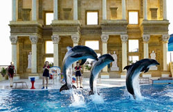 A view from Dolphin and Seal Shows