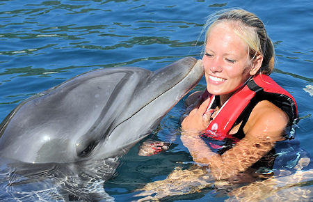 A view from Marmaris Swimming with a dolphin A view from Marmaris Swimming with a dolphin