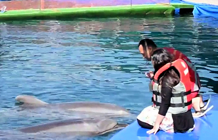 A view from Marmaris Swimming with a dolphin A view from Marmaris Swimming with a dolphin