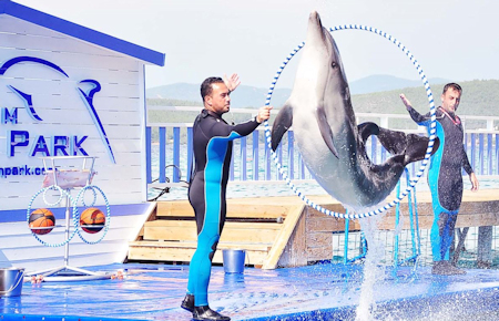 A view from Bodrum Dolphin and Seal Show A view from Bodrum Dolphin and Seal Show