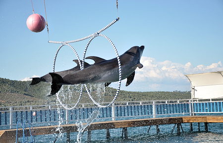 A view from Bodrum Dolphin and Seal Show A view from Bodrum Dolphin and Seal Show