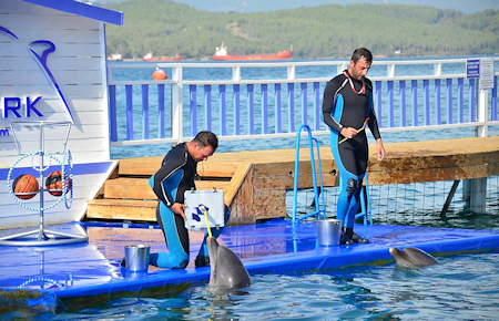 A view from Bodrum Dolphin and Seal Show A view from Bodrum Dolphin and Seal Show