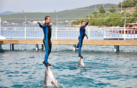 A view from Bodrum Dolphin and Seal Show A view from Bodrum Dolphin and Seal Show